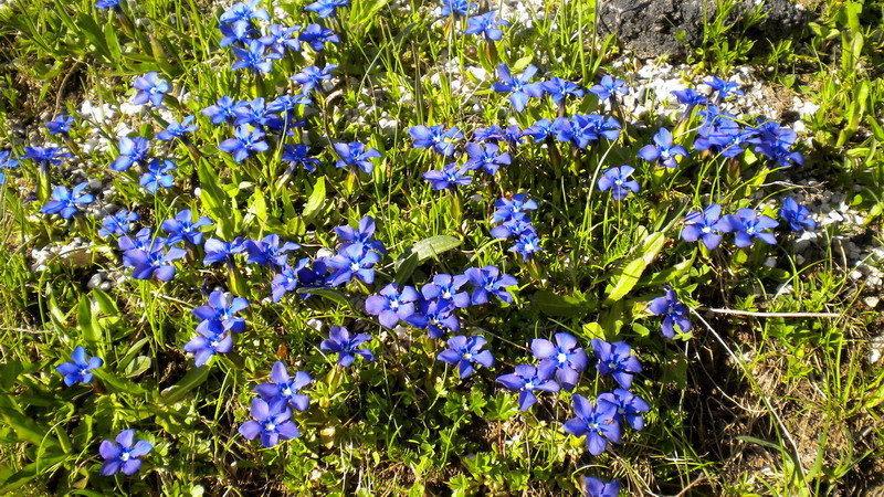 Gentiana verna